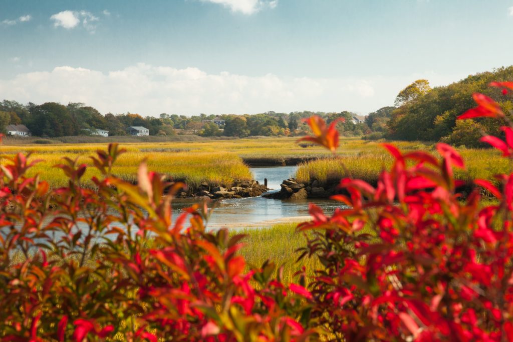 marshland on cape cod
